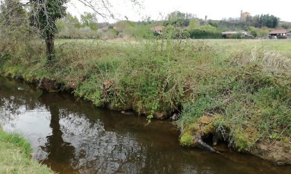 Romano invasa dalle nutrie, le polemiche in località Gurgo (VIDEO)