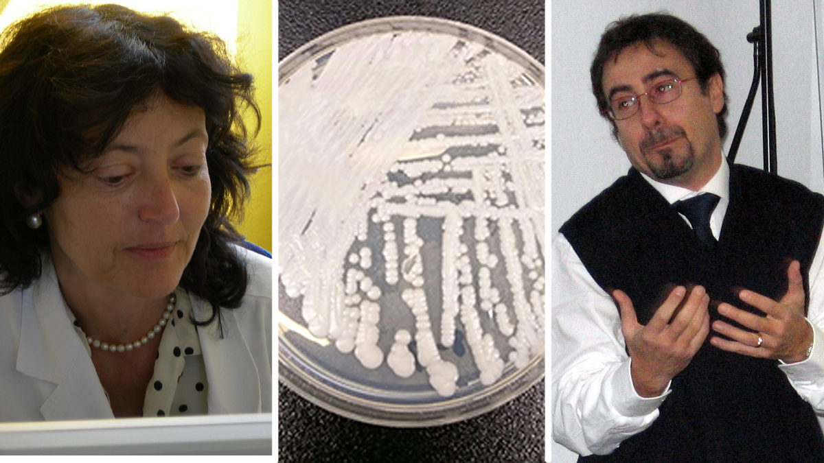 Candida auris: l’ultimo spauracchio del fungo killer che uccide in tre mesi