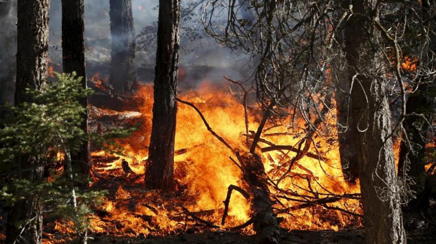 Piemonte Foreste: Approvati gli interventi di ripristino dopo gli incendi del 2017