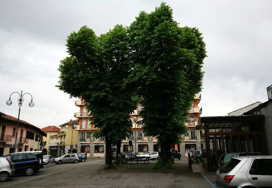 Volpiano: fa discutere l’abbattimento di 4 tigli secolari in piazza XXV Aprile