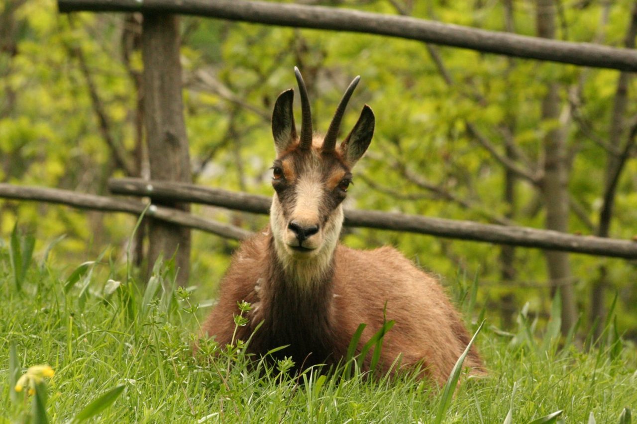 Parc Animalier, un angolo di paradiso dove conoscere gli animali delle Alpi