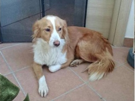 Appello per ritrovare Fulvia, cagnolina smarrita a Salassa