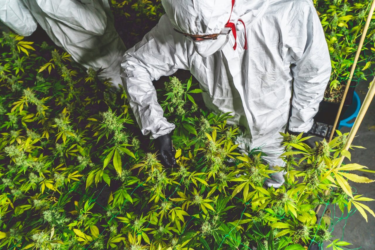 Cannabis light illegale, la sentenza della Cassazione e le reazioni