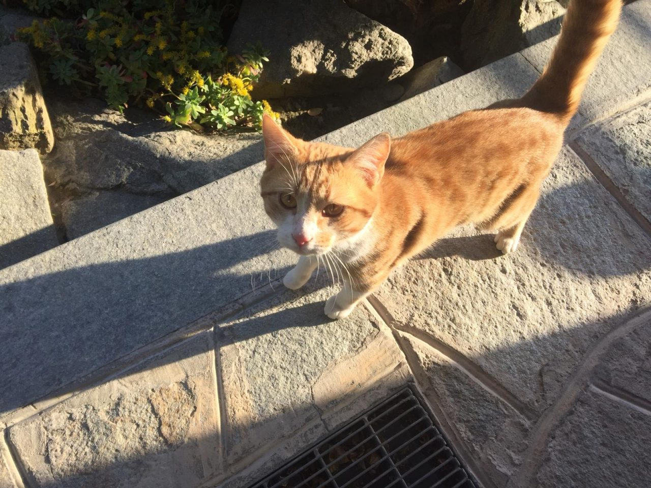 Trovato gatto ora in cerca di casa