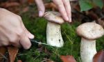 Tempo di raccolta funghi, il centro di controllo micologico Asl a disposizione dei cittadini