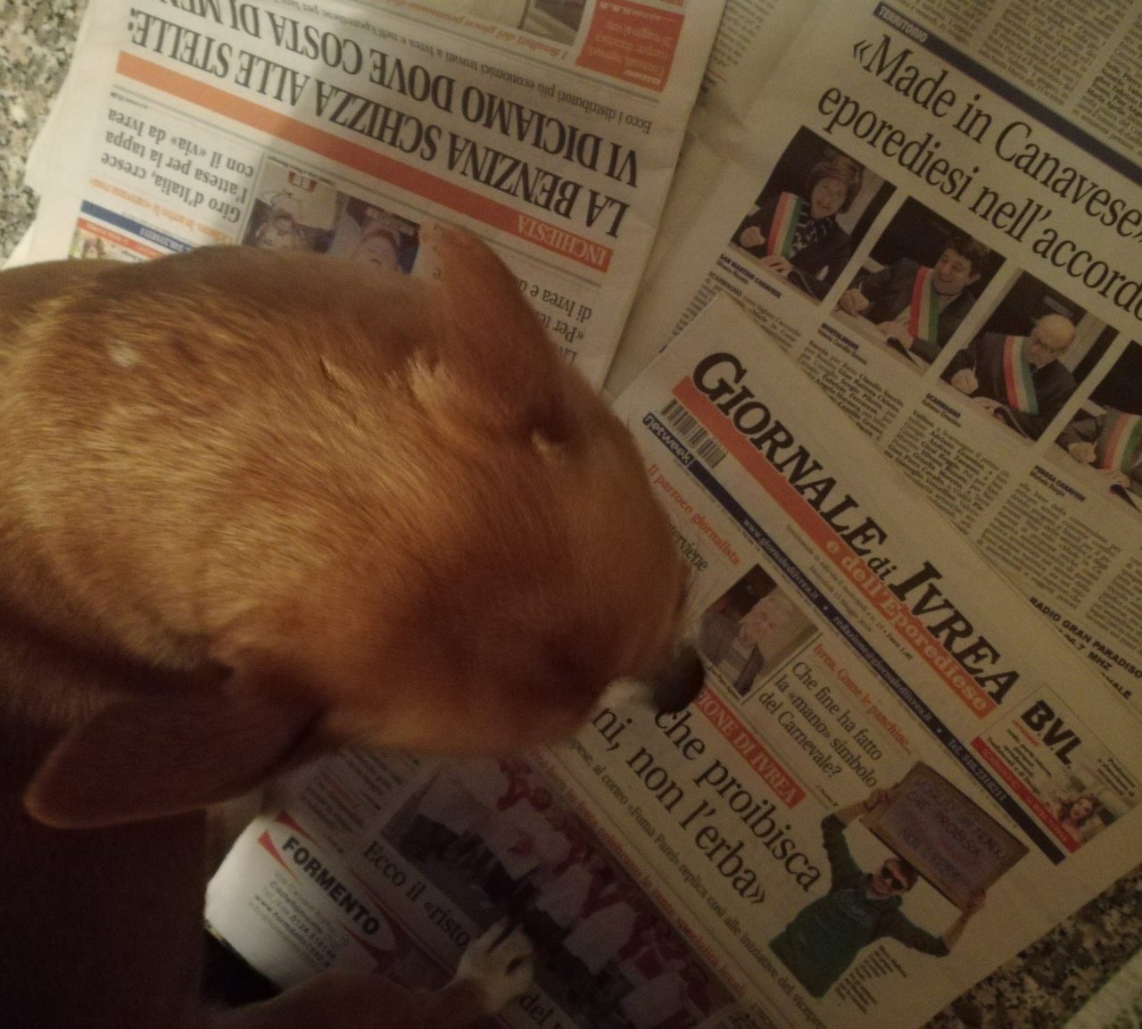 Simpatiche zampette mandateci le vostre foto!