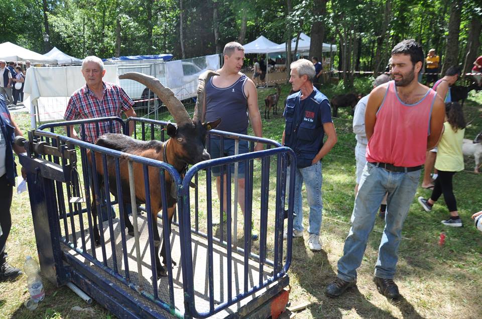 Fattoria in Fiera e Mostra bovina, ovina e caprina di razze alpine ad Usseglio