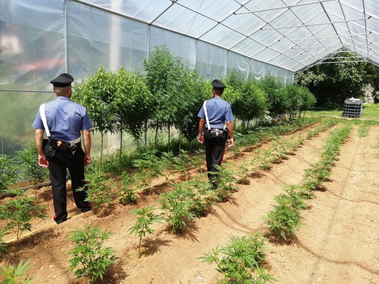 387 piante di marijuana, arrestato 34enne di Lanzo | FOTO e VIDEO