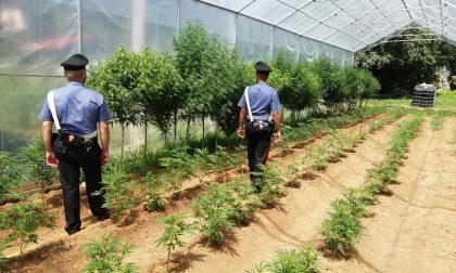 387 piante di marijuana, arrestato 34enne di Lanzo | FOTO e VIDEO