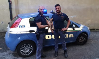 Cucciolo ritrovato dalla Polizia: diventa mascotte del Commissariato
