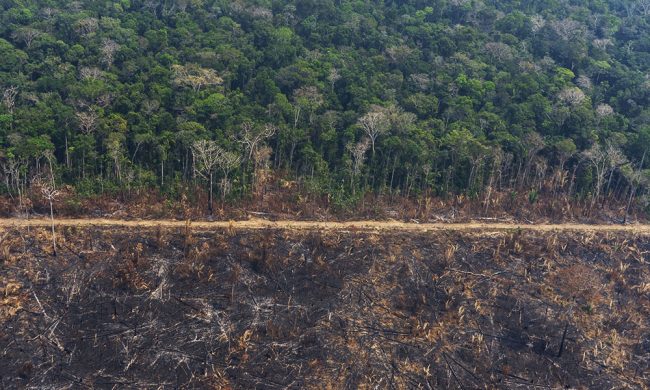 Amazzonia: Confagricoltura d’accordo sul blocco import carni dal Brasile