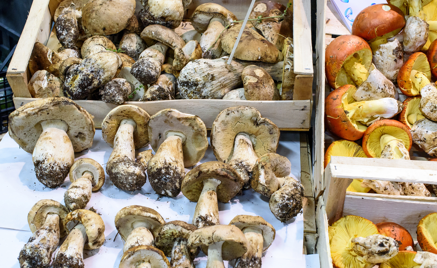 Funghi, attenzione ai rischi: come raccoglierli e consumarli in sicurezza secondo l’ASL