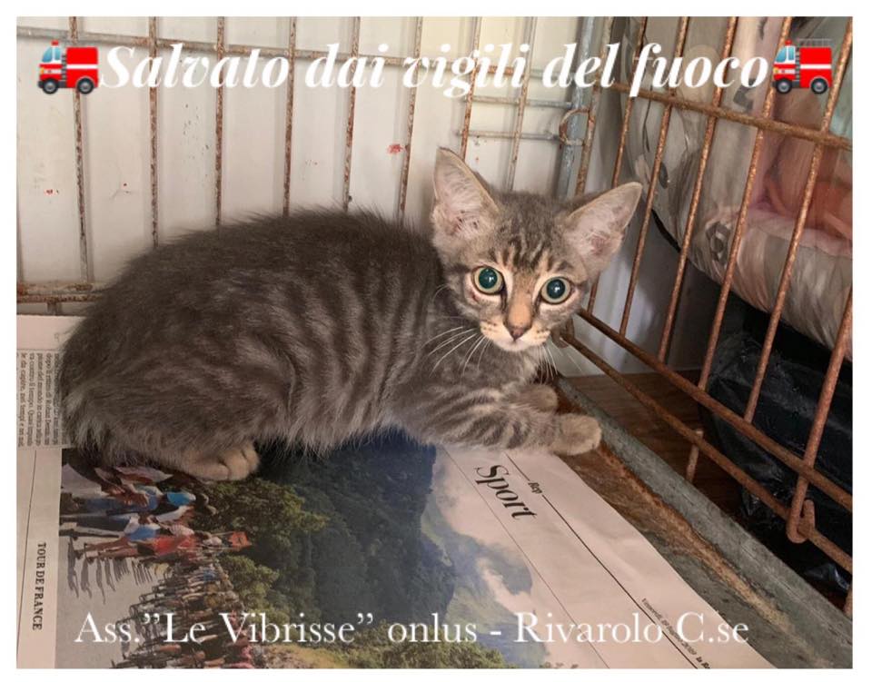 Gattino salvato dai vigili del fuoco a Montalenghe