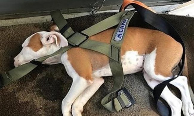 Litiga col coinquilino e gli lancia il cane dalle scale