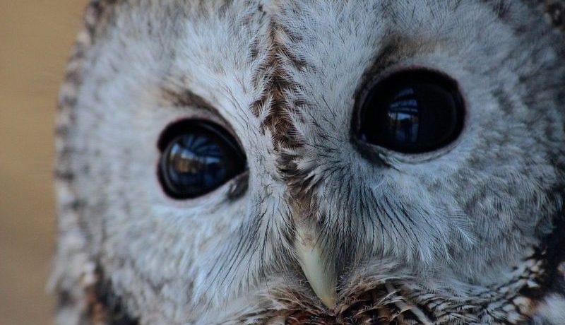 Al parco faunistico Animalier d’Introd i protagonisti sono gli animali