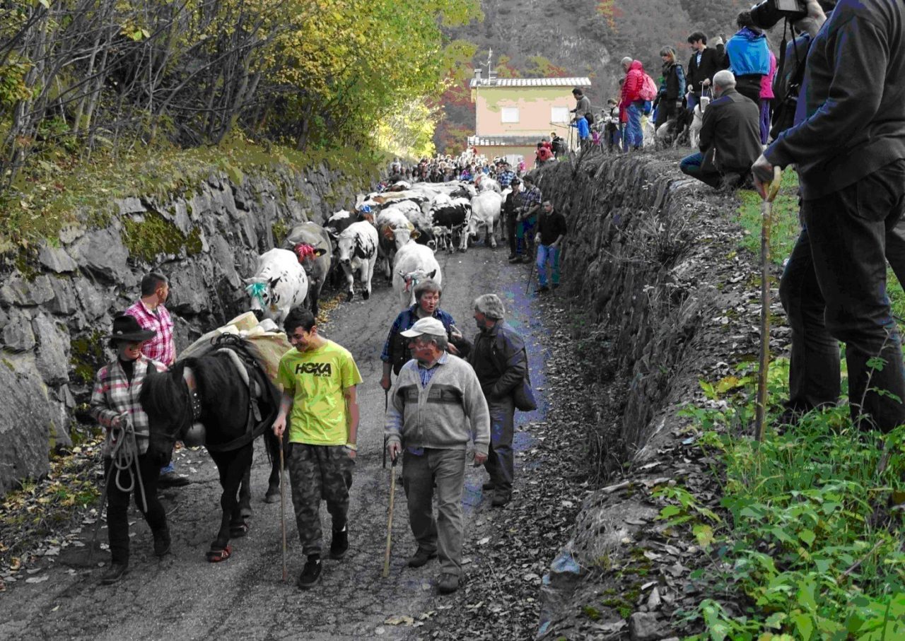 Allarme siccità, Uncem: “C’è il rischio che le mandrie abbandonino gli alpeggi già ad agosto”