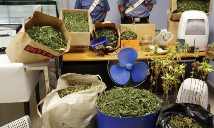 Disoccupato coltiva marijuana in aree demaniali: 80 piante scoperte dai carabinieri nelle Valli di Lanzo