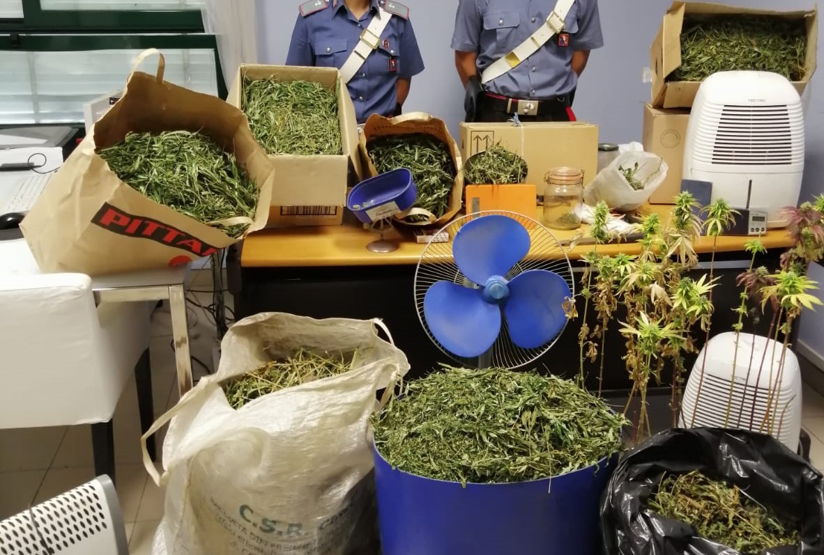 Disoccupato coltiva marijuana in aree demaniali: 80 piante scoperte dai carabinieri nelle Valli di Lanzo