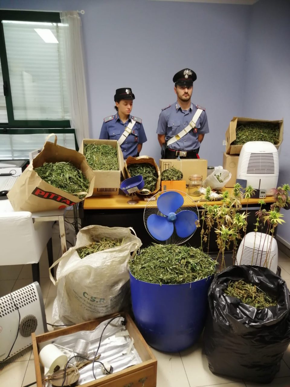 Disoccupato coltiva marijuana in aree demaniali, 80 piante scoperte dai carabinieri nelle Valli di Lanzo