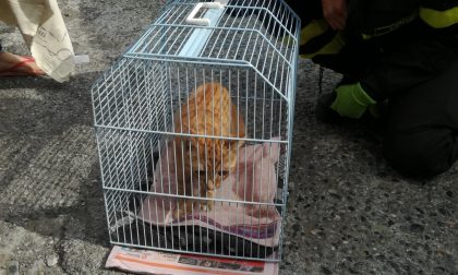 Gattino si rifugia nel cofano di un'auto, si cercano i proprietari