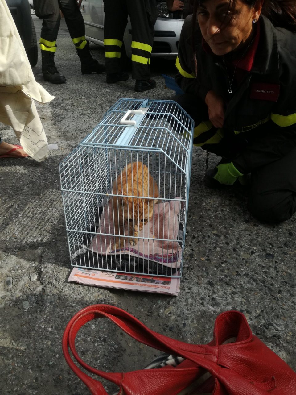 Gattino si rifugia nel cofano di un’auto, si cercano i proprietari