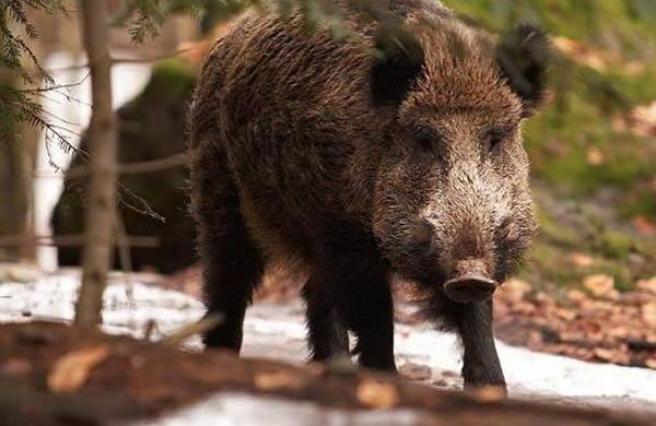 Caccia al cinghiale riparte: il via libera della Regione