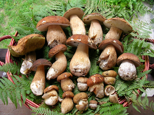 Riconoscere i funghi: attivo il centro micologico dell’Asl