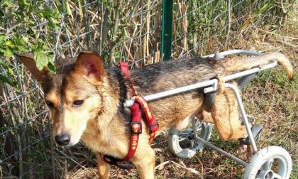Cane paralizzato (e maltrattato) cerca una famiglia che lo adotti