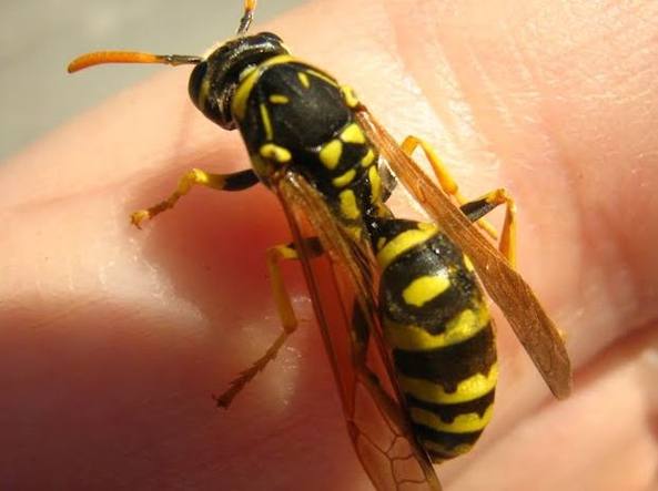 Punto da una vespa, oggi l’ultimo saluto all’ex vigile urbano Adriano Carulli