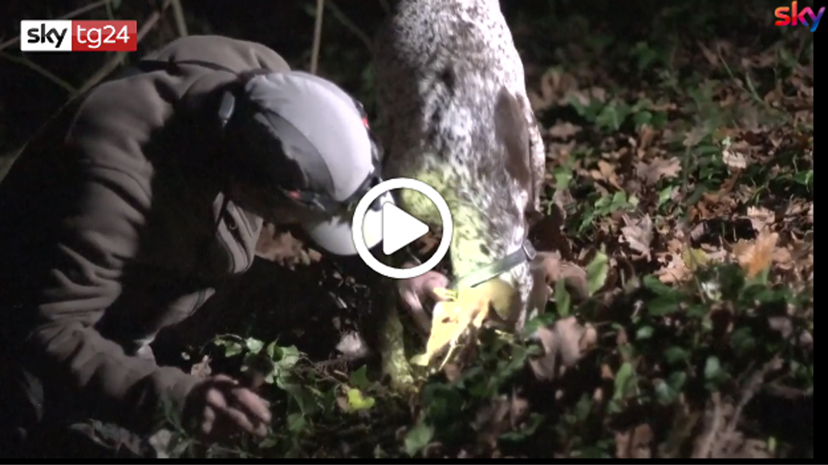 Fiera del tartufo Alba 2019: i segreti dei trifulau | VIDEO