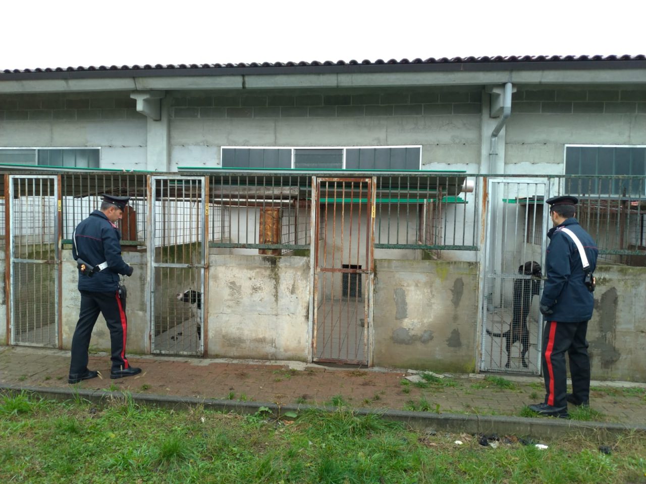 Canile abusivo a Mathi: oltre 30 cani in condizioni igieniche precarie | FOTO e VIDEO