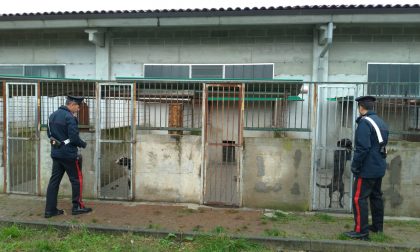 Canile abusivo a Mathi: oltre 30 cani in condizioni igieniche precarie | FOTO e VIDEO