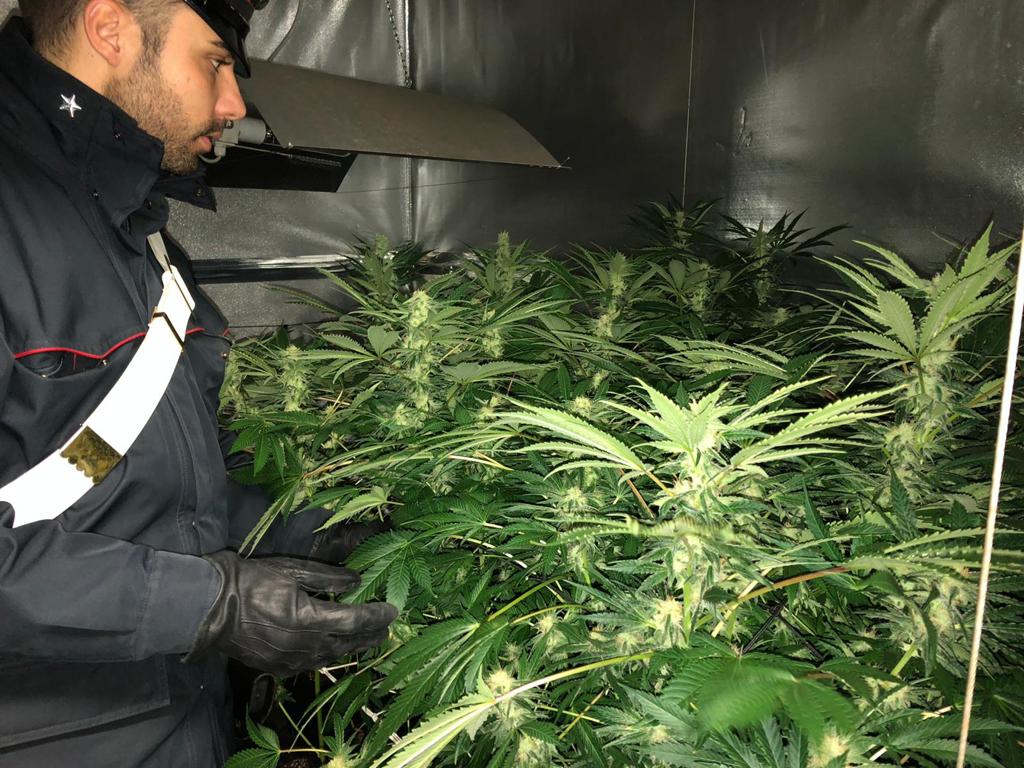 Serra di marijuana in una stanza segreta del suo appartamento, denunciato 30enne di Forno
