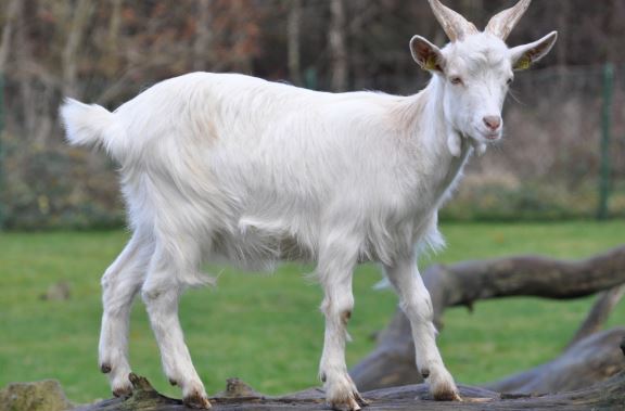 Ritirati formaggini freschi di capra: allerta del Ministero della Salute