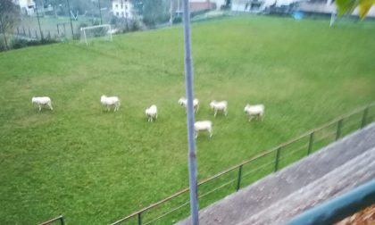 Area Elisoccorso invasa dalle pecore