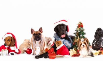 Immagini Di Natale Con Cani.Mandateci Il Selfie Di Natale Con Il Vostro Animale Domestico Prima Il Canavese