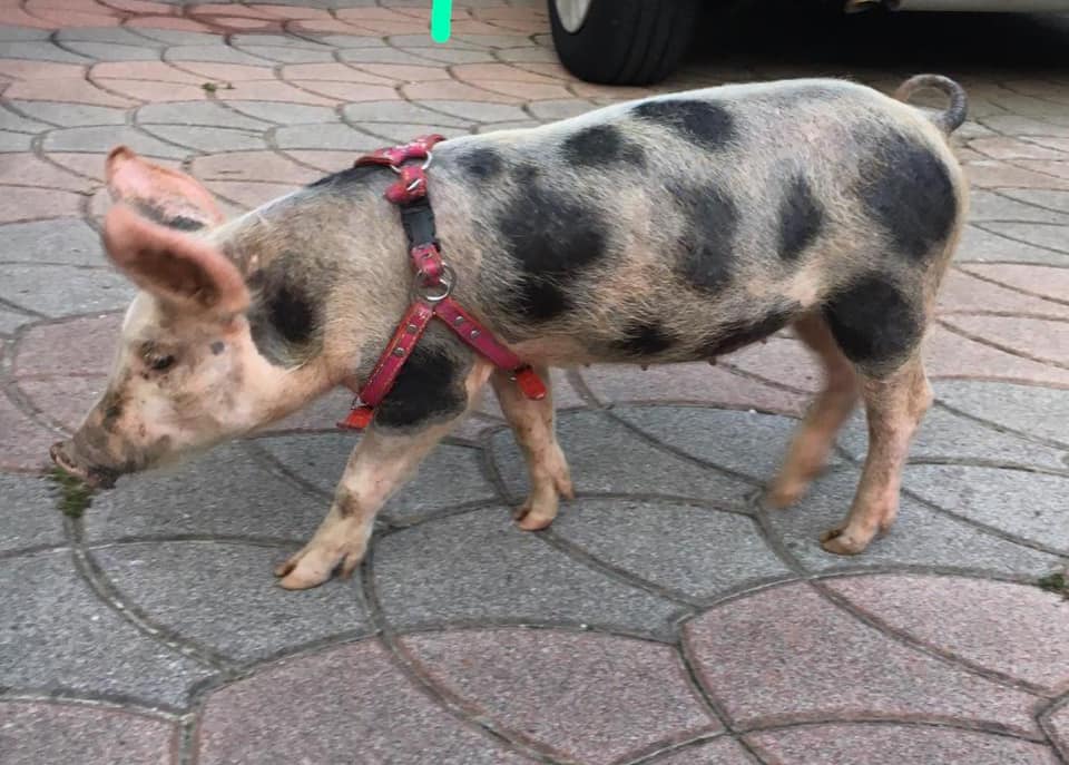 Maialina rapita a Borgofranco, i padroni offrono ricompensa per riabbracciarla