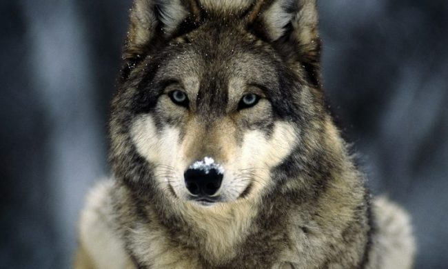 Lupa uccisa da tre pallettoni di fucile