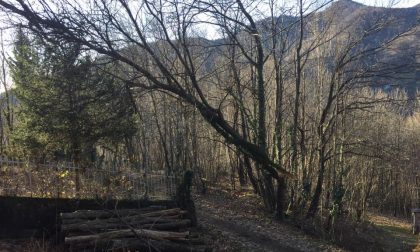 Maltempo: alberi invadono le strade di Corio