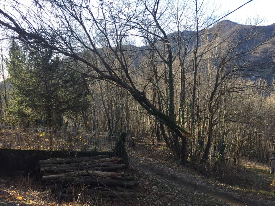 Maltempo: alberi invadono le strade di Corio