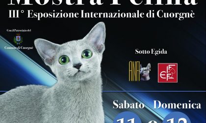 Gatti in festa: a Cuorgnè torna l'Esposizione Internazionale Felina