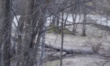 Il comune di Ala di Stura invita i cittadini a tagliare gli alberi