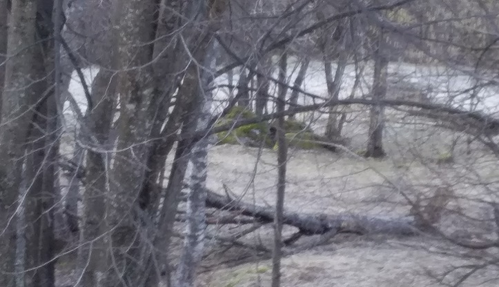 Il Comune Di Ala Di Stura Invita I Cittadini A Tagliare Gli Alberi Prima Il Canavese