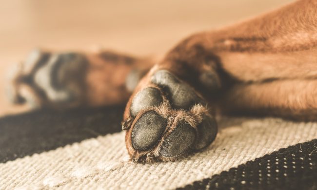 Coronavirus, “Non usate candeggina per pulire le zampe dei cani”