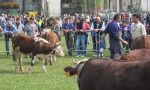 Annullata anche la Fiera agricola di Favria