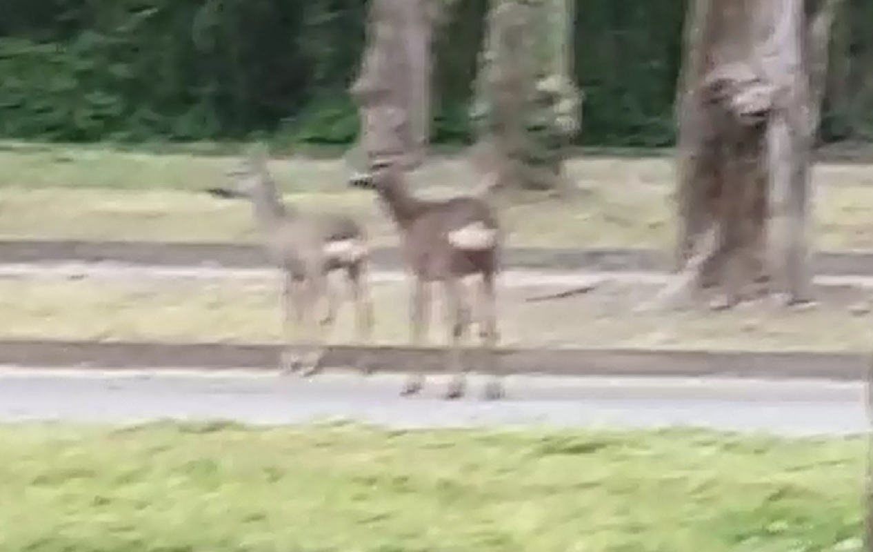 Caprioli nel parcheggio di Comdata a Ivrea