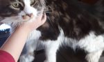 Gatto smarrito a Rivarolo: l'appello della sua famiglia per ritrovare Romeo