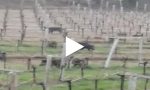 Branco di cinghiali fra le vigne ad Albiano | VIDEO