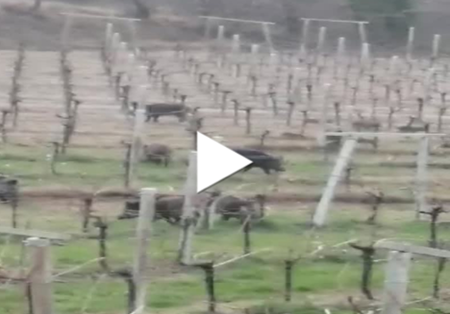 Branco di cinghiali fra le vigne ad Albiano | VIDEO