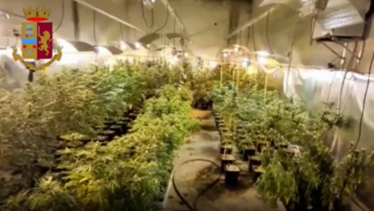 Un magazzino in centro città adibito alla coltivazione di marijuana | FOTO